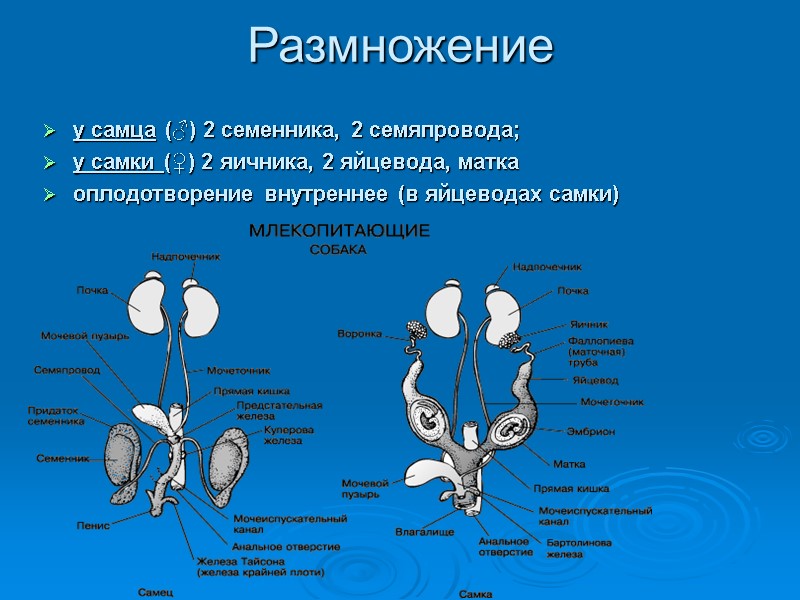 Размножение у самца (♂) 2 семенника, 2 семяпровода; у самки (♀) 2 яичника, 2